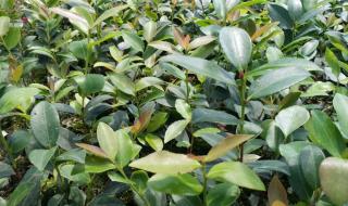 油茶苗价格